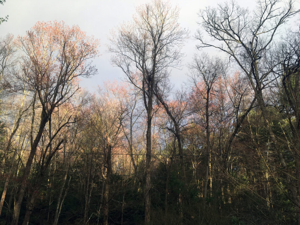 Image of trees, with shedded leaves.