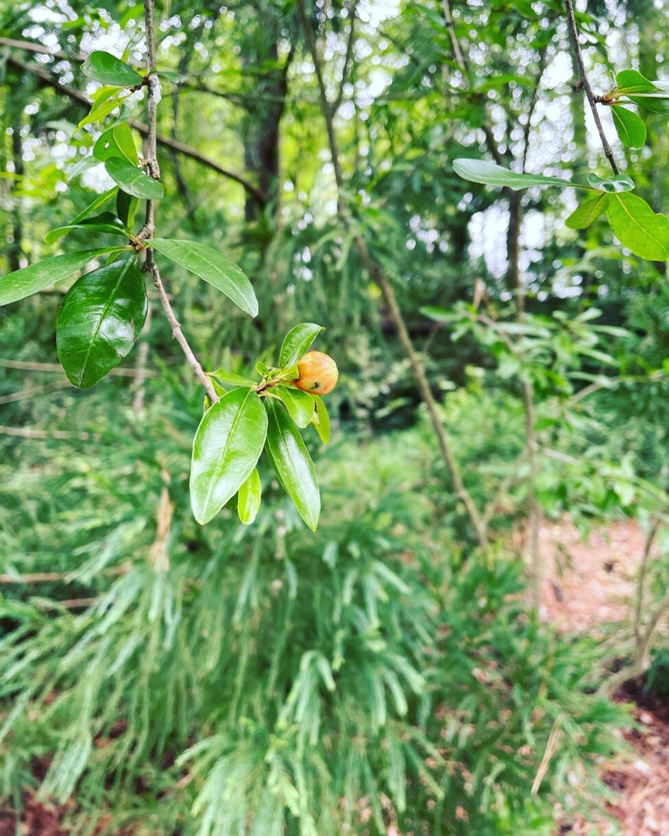 Close up of an orange bud at the end of a stem attached to a tree with bright green leaves