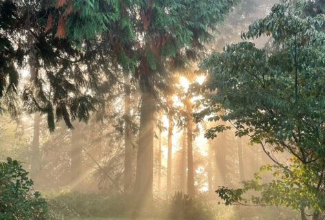 Morning light at Oak Head. Photo by Roya Amirsoleymani.