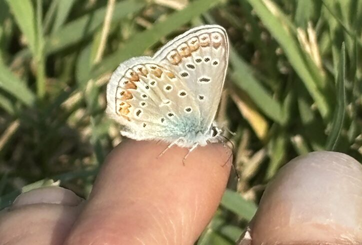 Blue butterfly perched on a fingertip. Photo by K.J. Holmes.