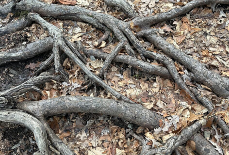 The roots of a tree amongst orange colored leaves and dirt. Photo by artist.