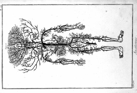 An Anatomy of the Human Arteries adapted from Diderot and d’Alembert (1762) from the Welcome Library, London